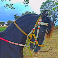 horse_lovers770