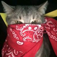 aku suka nonton sound horeg