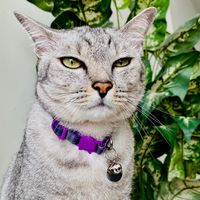 meowrights