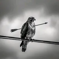 original sound - xelife_raso