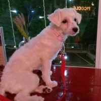 original sound - shyama_mullai