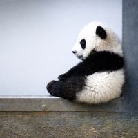 nhạc nền - HEROIN🐼