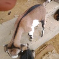 original sound - danjar899