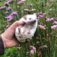 original sound - esprit.0007