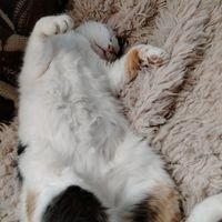 miau921