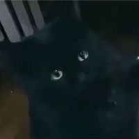 maxil_011