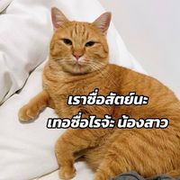 bobyfatcat