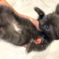 honeycare_pet_supply