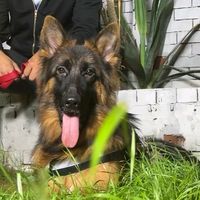 carmengermanshep