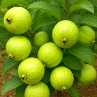 original sound - kimkim.005