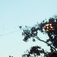 オリジナル楽曲 - こんぶ