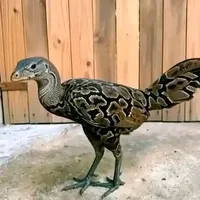 original sound - driel705