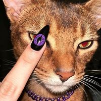 原聲 - 可  頌   🐟