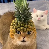 قلبي وصاحبي واخويا وسندي