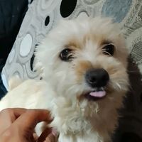 chifuutoker