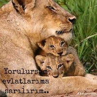 orijinal ses