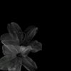 hope.anee