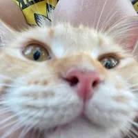 original sound - deuannaakhaoypra_yat