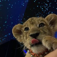 lionguardianyoyo