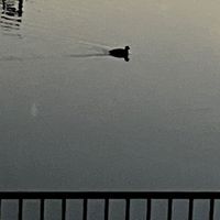 nghy_1uv
