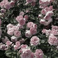 moep___9