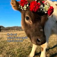 nhạc nền - Duy này là Duy Tân 🍺