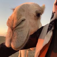 الصوت الأصلي