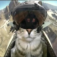 sunzera_iaf