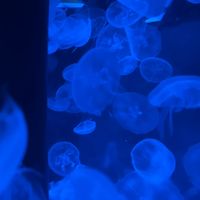オリジナル楽曲 - なるせ¿¿