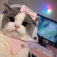 i_jjelly