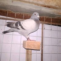 original sound - nel_><