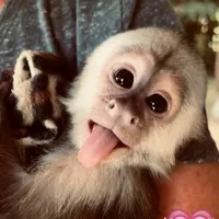 original sound - ggussjv