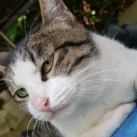 original sound - sireea2001