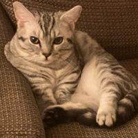 オリジナル楽曲 - 5963mochimaru