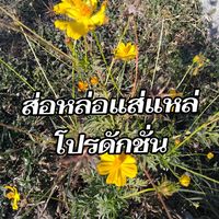 sohlosahlaprodaksion