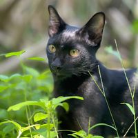 original sound - нαηαᥫ᭡+ ̊: