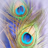 original sound - puvan 0405