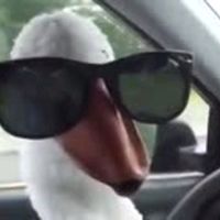 krytoy_gys
