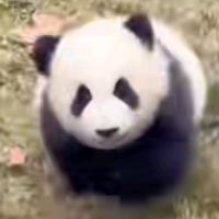 原声 - 可爱动物熊猫