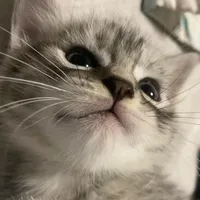 original sound - sr_kittyyyy