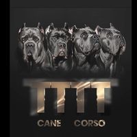 tttt_cane_corso
