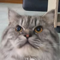 sjhduhei