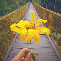 nhạc nền - t u y e n 🌱