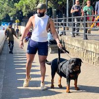 rottweilerdogs