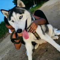 oruzykaren