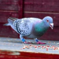 racerpigeon12