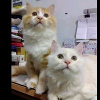 hati.yangtabah