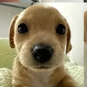 original sound - dayanaacosta524