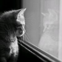 suara asli - x_cyl