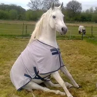 i love Queque i love Chetos